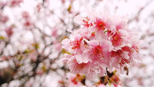 Close-up of pink cherry blossoms in spring