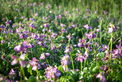 Close-up of purple crocus flowers on field