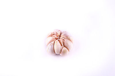 Close-up of bread on white background