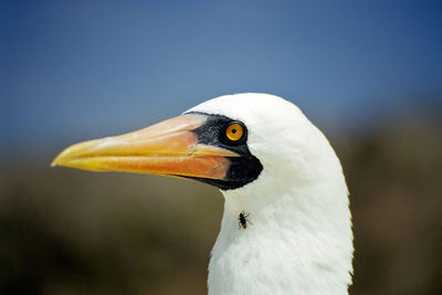 Close-up of a bird