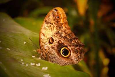 Close-up of butterfly perching on leaf