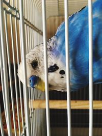 Close-up of parrot in cage