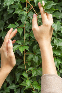 Cropped hand of woman holding plant