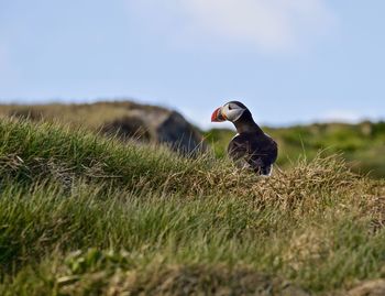 Puffin perching on grassy land