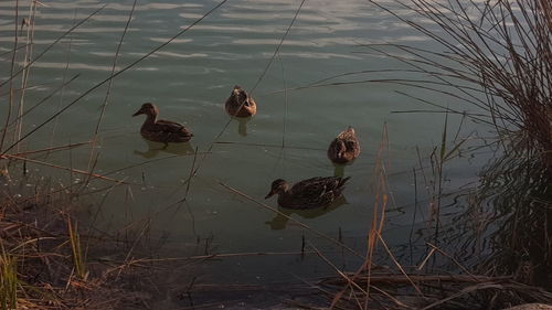 High angle view of ducks swimming on lake