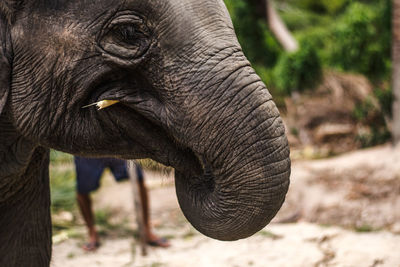 Close-up of elephant