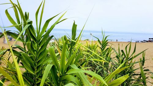 Plants growing on beach against sky