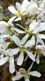 Close-up of white flowers