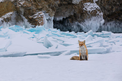 Fox walking on snow