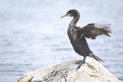 Bird perching on rock against sea