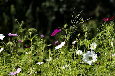 Close-up of pink flowering plant on field
