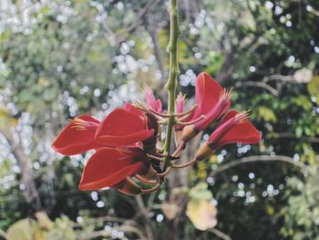 Close-up of red flower