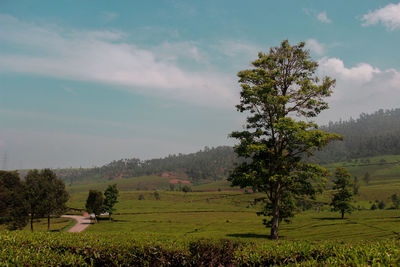 Trees on field against sky