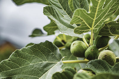 Close-up of fresh green leaves