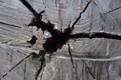 Full frame shot of wooden tree