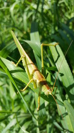 Close-up of insect on leaf