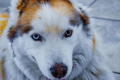 Close-up portrait of dog