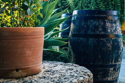 Close-up of potted plant in yard