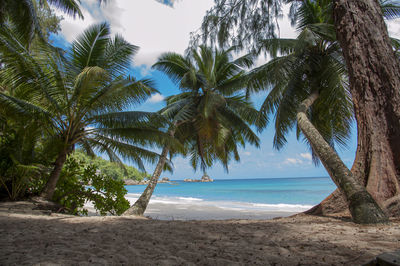 Palm trees by sea against sky