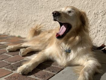 Dog lying down