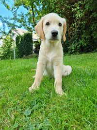 Portrait of dog on field