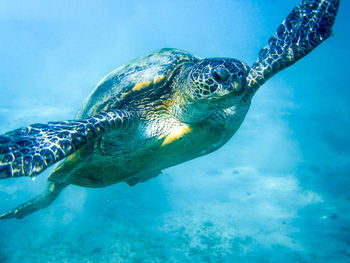 Close-up of turtle swimming in sea