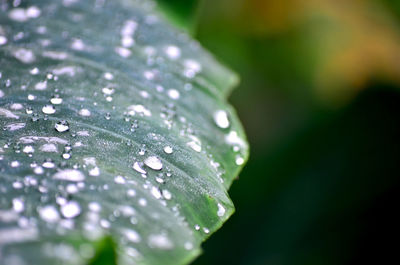 Close-up of water drops on leaves