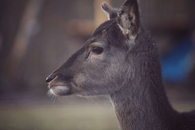 Close-up portrait of horse