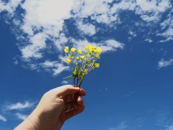 Close-up of hand holding red flowering plant against sky