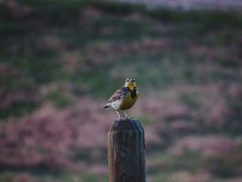 Close-up of bird perching on wooden post