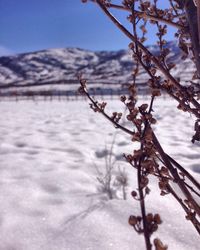 Close-up of bare branches against sky