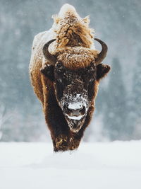 American bison walking on snow during winter