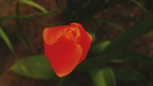 Close-up of red flower blooming outdoors