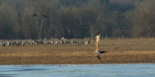 View of seagulls flying over sea