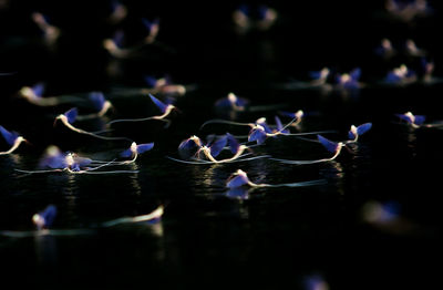 Reflection of blue water in lake at night