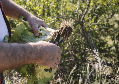  farmer cleaning trunk of fresh salad with scissors. freshly harvested vegetables.