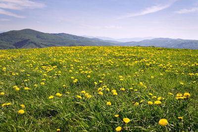 Scenic view of field against sky