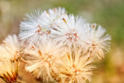 Close-up of white dandelion flower