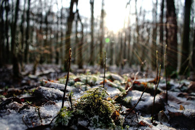 Plants on snow covered land