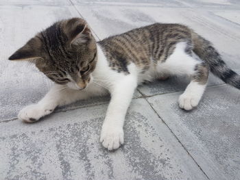 High angle view of cat resting