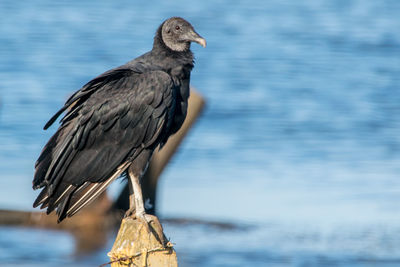 Close-up of vulture on wooden post
