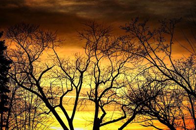 Silhouette of bare tree against dramatic sky