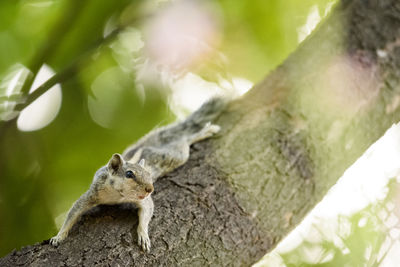 Close-up squirrel on tree trunk