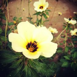 Close-up of white flower
