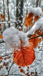 Close-up of frozen tree during winter