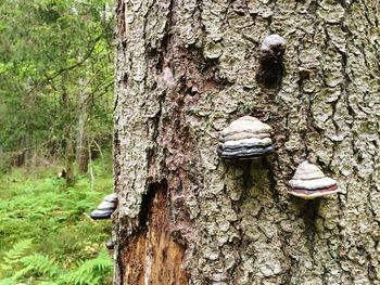 View of tree trunk