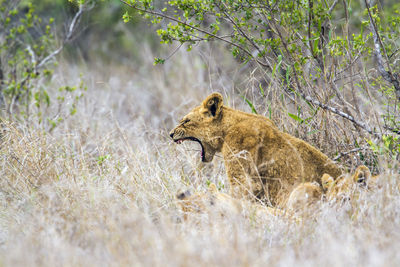 Lioness with cubs on field