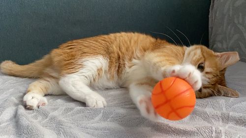 Close-up of cat sleeping