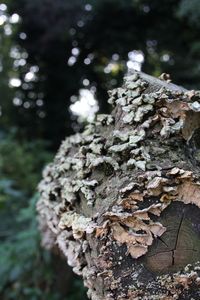 Close-up of flower growing on tree trunk