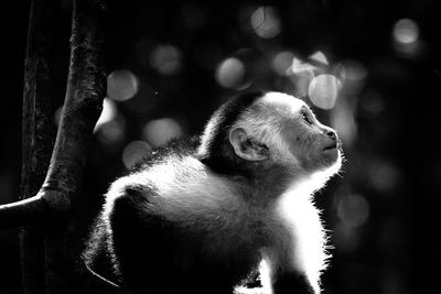 Close-up of dog outdoors